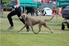 ANTA LAVA JUST WEIMARANER